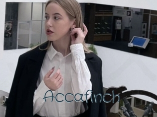 Accafinch