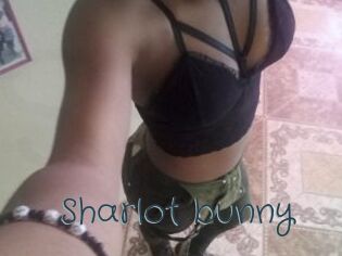 Sharlot_bunny